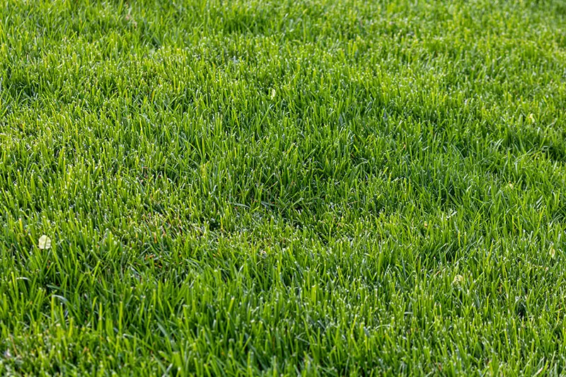 BM Chemie Grass Cleaner 20 liter tegen mos in gazon