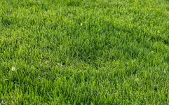 BM Chemie Grass Cleaner 20 liter tegen mos in gazon